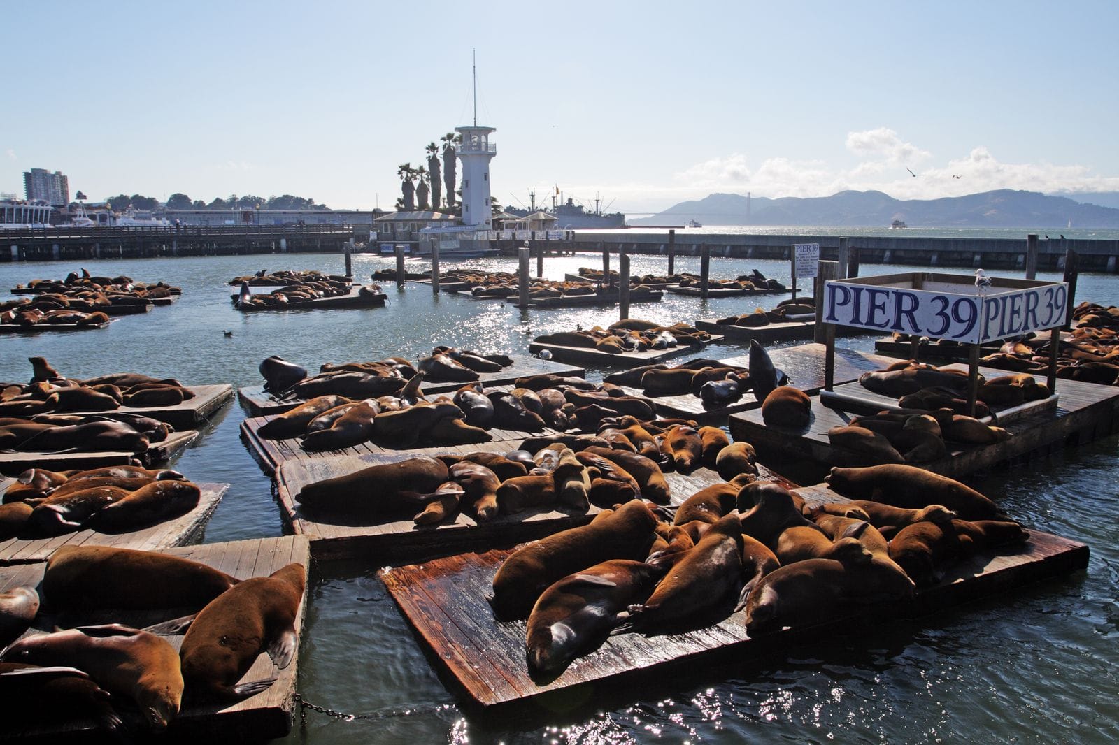 The animals collaborate on rescuing Chance scene in Homeward Bound II: Lost in San Francisco